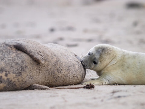 Grey Seal (Halichoerus grypus) pup nursing Heligoland copy space