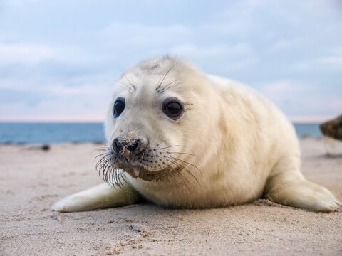 Cute baby grey seal pup (Halichoerus grypus) peeking over a snowy dune towards the camera with a blurred blue ocean background during winter.