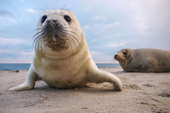 Playful baby grey seal (Halichoerus grypus) pup on a sandy beach with an adult seal in the blurred background under a twilight sky.