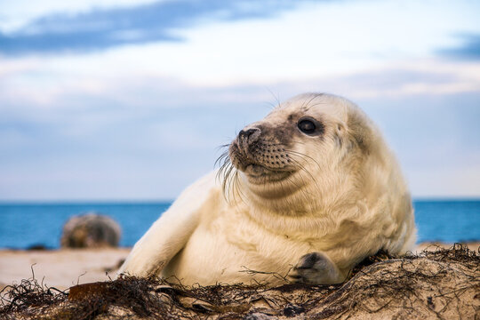 Cute baby grey seal pup (Halichoerus grypus) peeking over a snowy dune towards the camera with a blurred blue ocean background during winter.