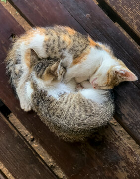 2 chatons en position yin & yang