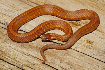 Obraz premium Redbelly snake, Storeria occipitomaculata