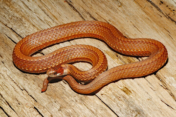 Obraz premium Redbelly snake (Storeria occipitomaculata)