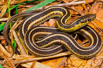 Obraz premium Butler's gartersnake, Thamnophis butleri.
