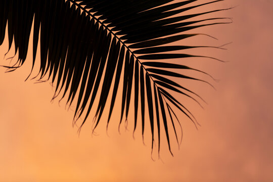 Silhouette de palme de cocotier au ciel orang&eacute; du coucher de soleil