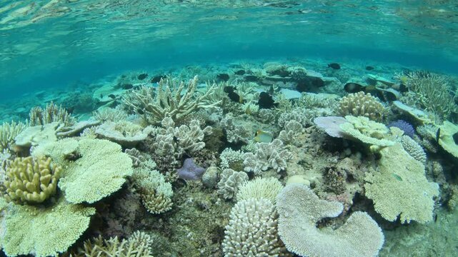Fragile, reef-building corals dominate on a shallow coral reef in Fiji. This South Pacific island group harbors high marine biodiversity and is a popular destination for divers and snorkelers.