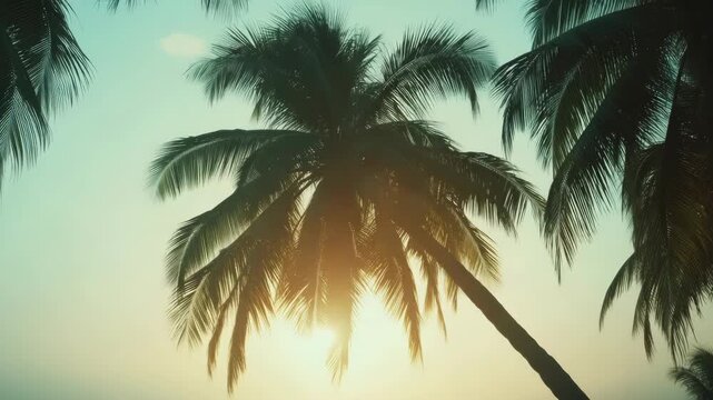 Bright sunny day with palm trees and tropical sunset