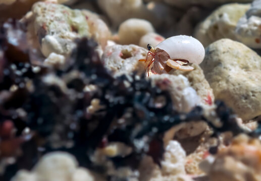 Petit Bernard Lhermitte sur les coraux &agrave; Moorea en Polyn&eacute;sie