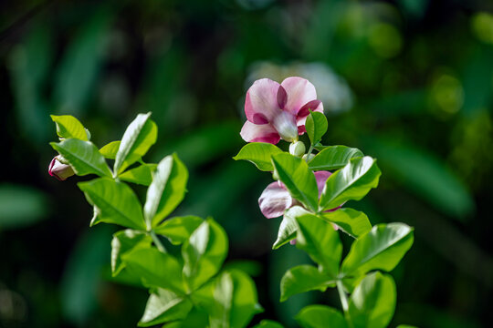 Fleur "la Monette" rose - Allamanda cathartica
