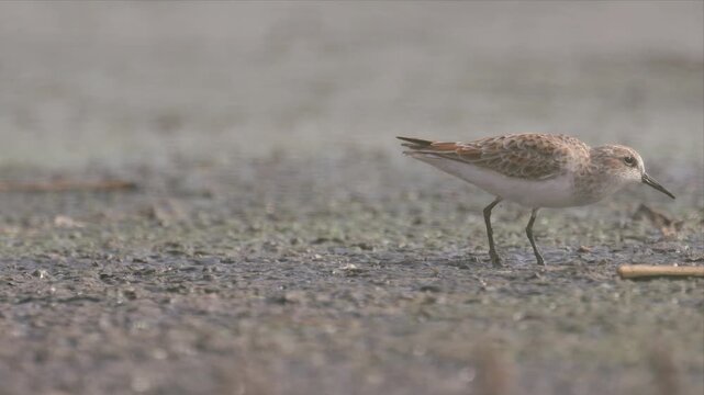 Video of little stint bird steps cautiously on damp, gritty ground looking for food. Feathers blend with muted earth tones. Beak dips low, searching for food. Natural lighting enhances quiet, focused