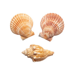 Obraz premium Three seashells on transparent background