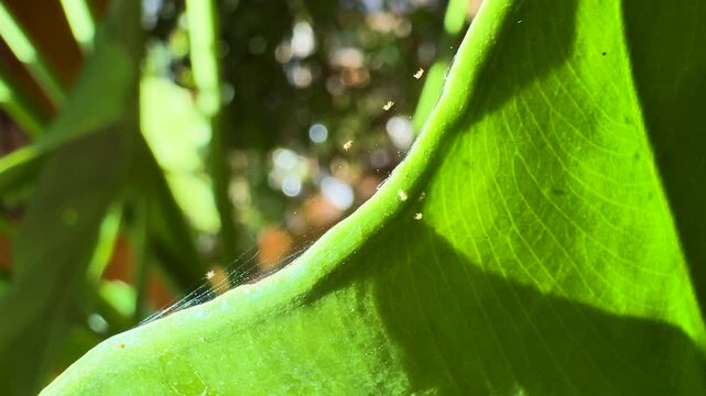 CLOSE UP: Spider mites invasion on a houseplant leaf. Fine and silky webbing is draped across surface, trapping particles and indicating significant parasite infestation that affects health of a plant