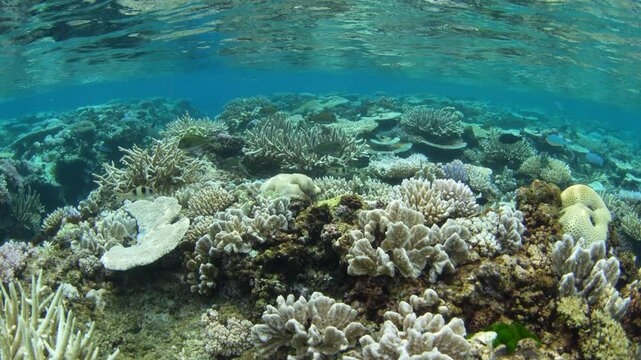 Fragile, reef-building corals dominate on a shallow coral reef in Fiji. This South Pacific island group harbors high marine biodiversity and is a popular destination for divers and snorkelers.
