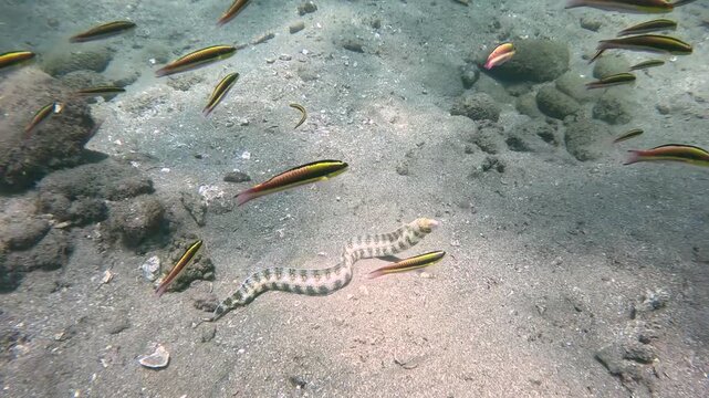 Underwater full body view of a Snowflake Moray Eel (Echidna nebulosa) swimming freely over a sandy seabed