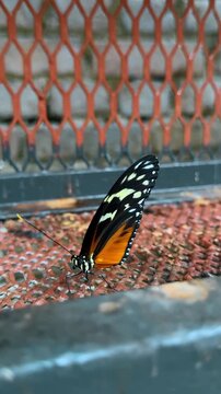 Longwing butterfly resting on metal mesh surface outdoors. Detailed macro shot of a black and orange Heliconius butterfly on a textured background.