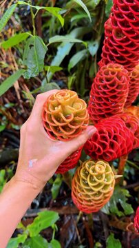 Hand holding beehive ginger flower in tropical rainforest. Close up of a person's hand holding a vibrant red and yellow Zingiber spectabile flower in Costa Rica.