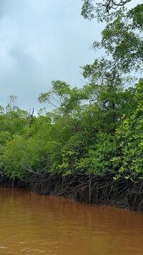 Mangrove forest roots along murky tropical river in Costa Rica. Dense mangrove swamp vegetation with visible tangled root systems along a brown sediment river bank.
