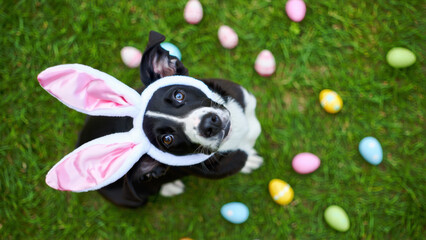 Obraz premium Pet holiday celebrations, dogs in festive costumes, viral cute pet moments, lifestyle pets in seasonal themes, social media friendly pet scenes, joyful spring pet lifestyle