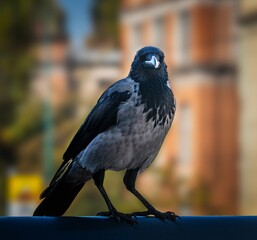 Fototapeta premium A raven stands on a fence, blurred buildings are visible in the background. Sarajevo, capital of Bosnia and Herzegovina.