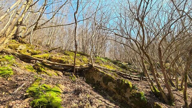 Bare Tree on Sunny Autumn Hillside. Ozren Mountain, Sokobanja region. Balkans, Serbia.