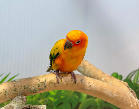 Charming sun conure parrot with bright orange and yellow feathers perches on a curved branch. This high-quality wildlife portrait features a soft background with tropical green leaves
