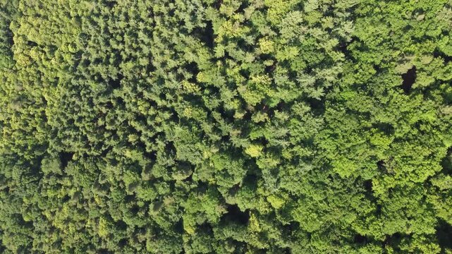 Meer aus Baumkronen &ndash; Luftaufnahme Pf&auml;lzerwald