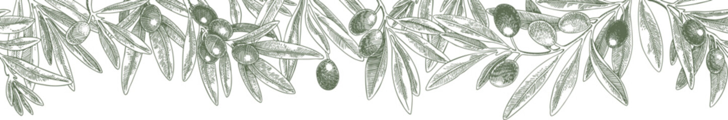 Drawing green purple olives branch border. Hand drawn floral illustration olive fruit, tree branches, leaves isolated background frame green. Drawings food. Edible foliage. For menu wrapping card gift © Nataliia