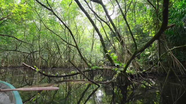 A local guide paddling a wooden boat through the dark waters of a dense mangrove forest on S&atilde;o Tom&eacute; Island, S&atilde;o Tom&eacute; and Pr&iacute;ncipe, captured in a low-angle wide shot.