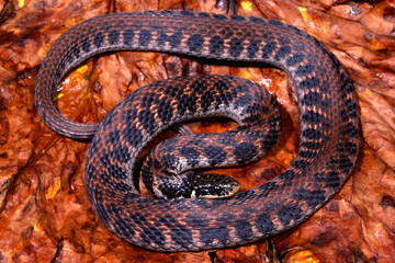 Fototapeta premium Kirtland's snake, Clonophis kirtlandii
