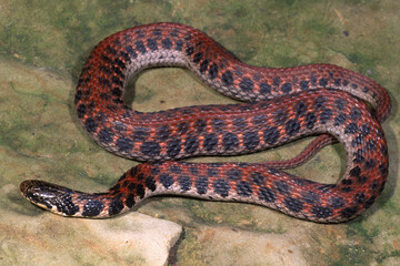 Obraz premium Kirtland's snake, Clonophis kirtlandii