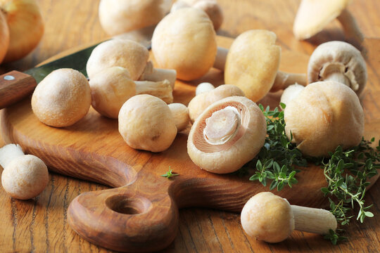 Raw Gypsy mushroom or Cortinarius caperatus mushrooms ready for cooking