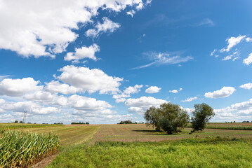 Obraz premium Rural poland agricultural landscape with corn and blue sky