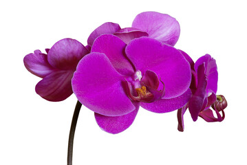 Fototapeta premium Magenta Pink orchid flowers branch isolated on transparent background, png