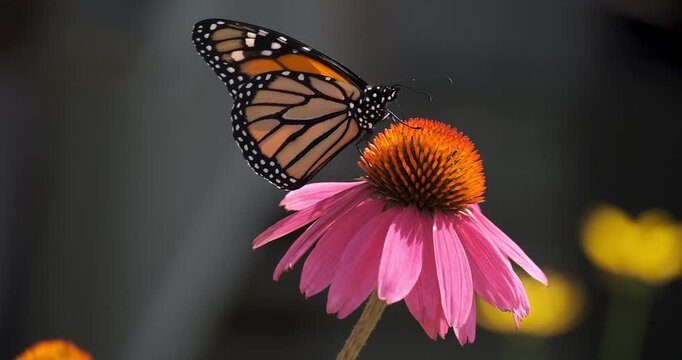 Monarch Butterfly Pollinating in Summer