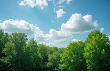 Obraz premium Rich green trees reach towards a bright blue sky dotted with white fluffy clouds. This natural landscape offers a serene view of a forest canopy on a sunny day. A peaceful outdoor scene.