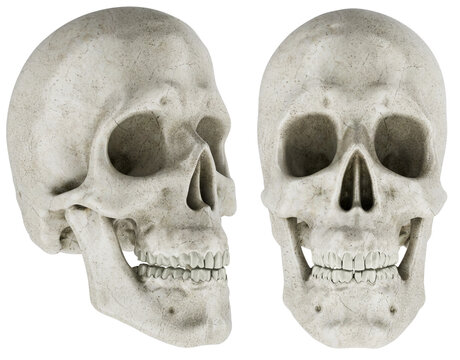 Human skull front and side view. 3D rendering