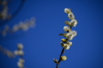 Fototapeta premium A bee pollinating a willow catkin on a branch.