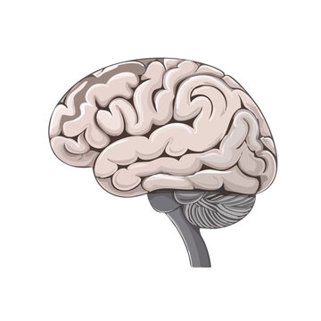 Detailed illustration of a human brain in profile showing gyri and sulci Cerebellum and brainstem visible