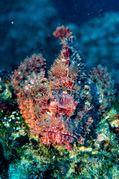 The Striking Lacy Scorpionfish Resting within a Complex Network of Ornate Hydroid Branches
