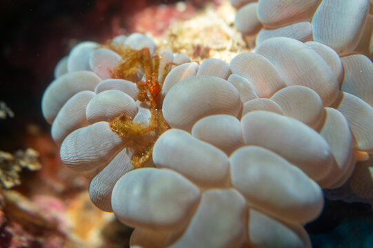 Macro Close-up of a Tiny Orangutan Crab (Achaeus japonicus) Clinging to the Smooth Vesicles of a Bubble Coral (Plerogyra sinuosa)