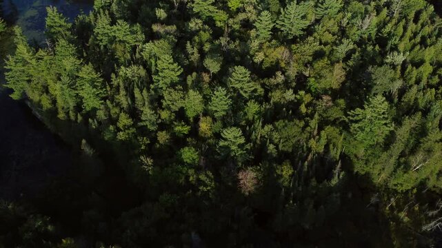 Aerial over the expansive wilderness of crown land located in the Tory Hill area of Halliburton Highlands East, Ontario, Canada. Flying slow over an evergreen forest and a river near Buckskin Lake.