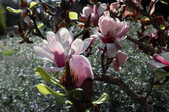 Fiore della Magnolia