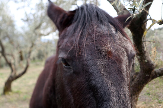 Giovane esemplare di cavallo marrone da pascolo