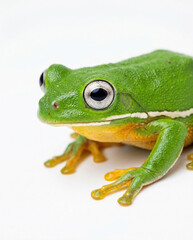 Obraz premium Bright green tree frog with large eyes and yellow belly resting on a white surface, an amphibian known for its coloration, white background