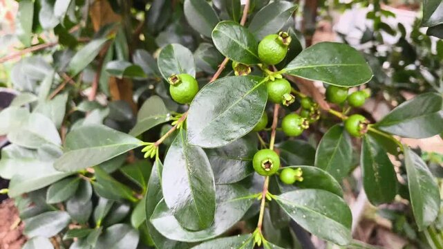 Real footage of Psidium cattleianum strawberry guava tree in a greenhouse, showing ripe fruit and green leaves