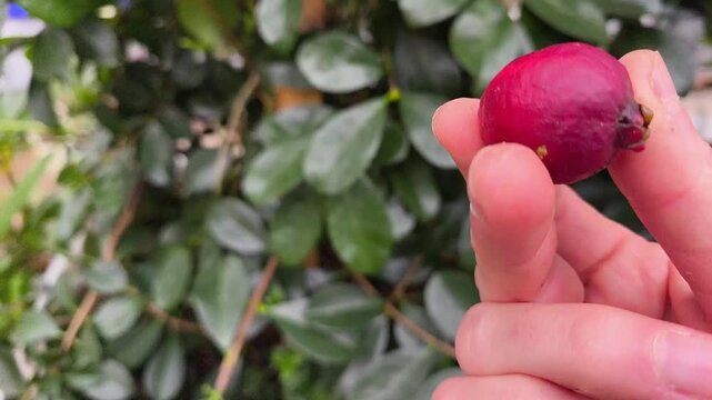Real footage of Psidium cattleianum strawberry guava tree in a greenhouse, showing ripe fruit and green leaves