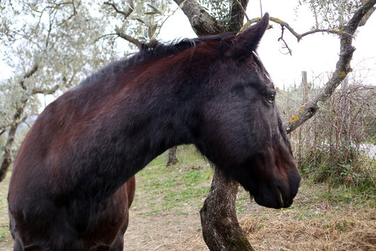 Giovane esemplare di cavallo marrone da pascolo