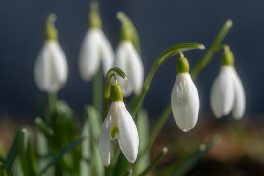 Selective focus on snowdrop flower Galanthus nivalis with blurred blooms in background, early spring nature scene, delicate white petals