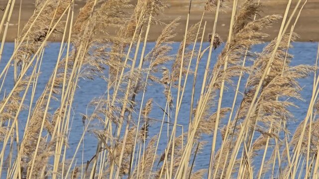 Common Reeds (Phragmites Australis) Tall Wetlands Plants Blowing in the Breeze, Reed Grasses by a Lake Early Spring Windy Still Shot 60fps Peaceful Nature B Roll Landscape Outdoor Scene