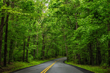 Fototapeta premium Winding road in Northern Virginia by Louisa city with scenic beautiful nature landscape scenery view on pine woodland green forest in summer